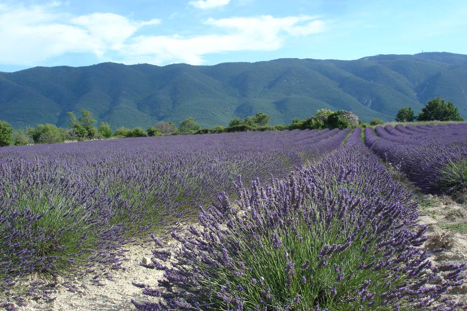 Bastide de Caseneuve