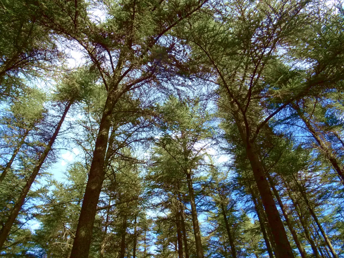 Forêt de cèdres du Luberon